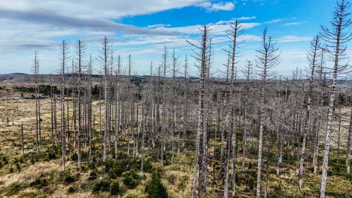 29.9.2024: Abgestorbene Kiefern im Nationalpark Harz (Bild: picture alliance/Jochen Eckel)