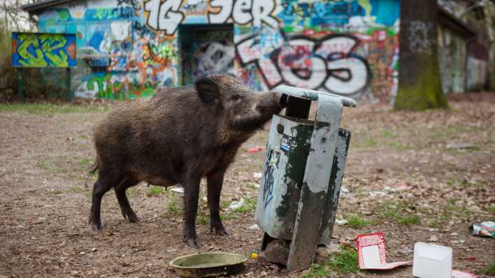 Ein Wildschwein sucht in einem Mülleimer in einem Waldgebiet im Stadtbezirk Tegel in Berlin nach Futter.