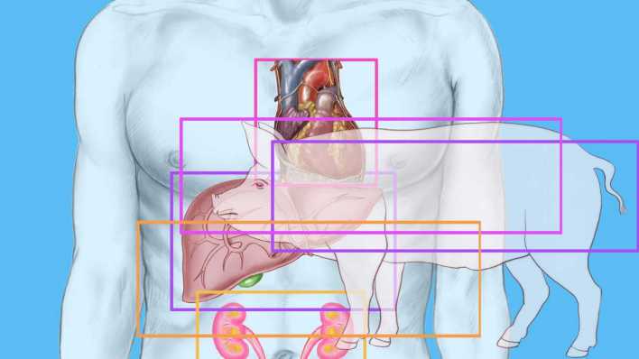 Symbol Xenotransplantationen (Bild: IMAGO/DUVAL/BSIP)