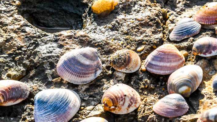 Muscheln an einem Strand