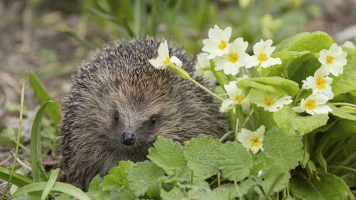 Igel im Frühling (Bild: IMAGO/imageBROKER/Kevin Sawford)