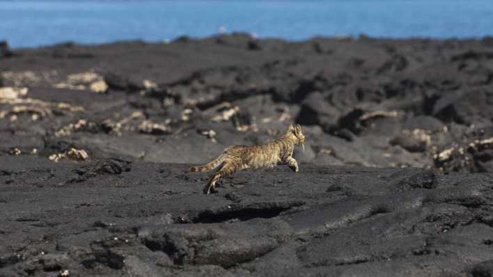 Katze auf den Galapagos (Bild: imago/Danita Delimont)