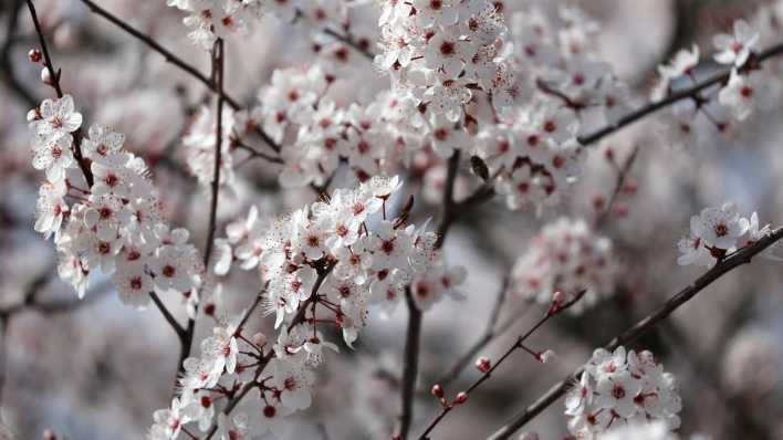 Weiße Blüten an einem Kirschbaum