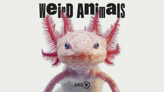 Podcast Weird Animals